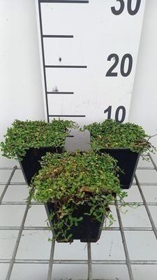 GRDplanten 6 x Leptinella dioica 'Minima' - Fiederpolster - Topf 9 x 9 cm