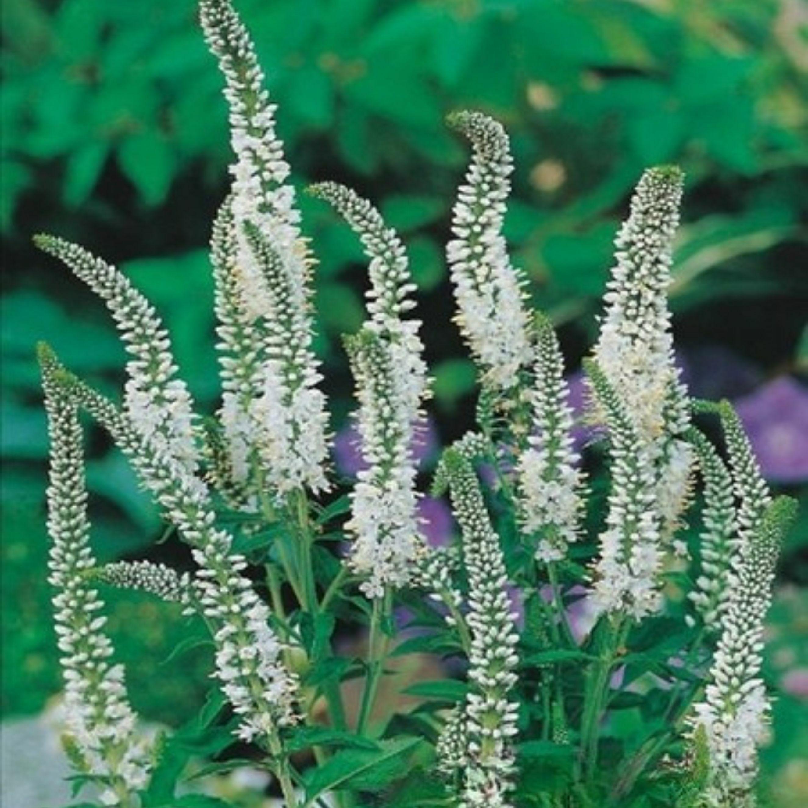 Benex Ehrenpreis Trockenheitsresistent Veronica Ähriger Ehrenpreis White 1 St.