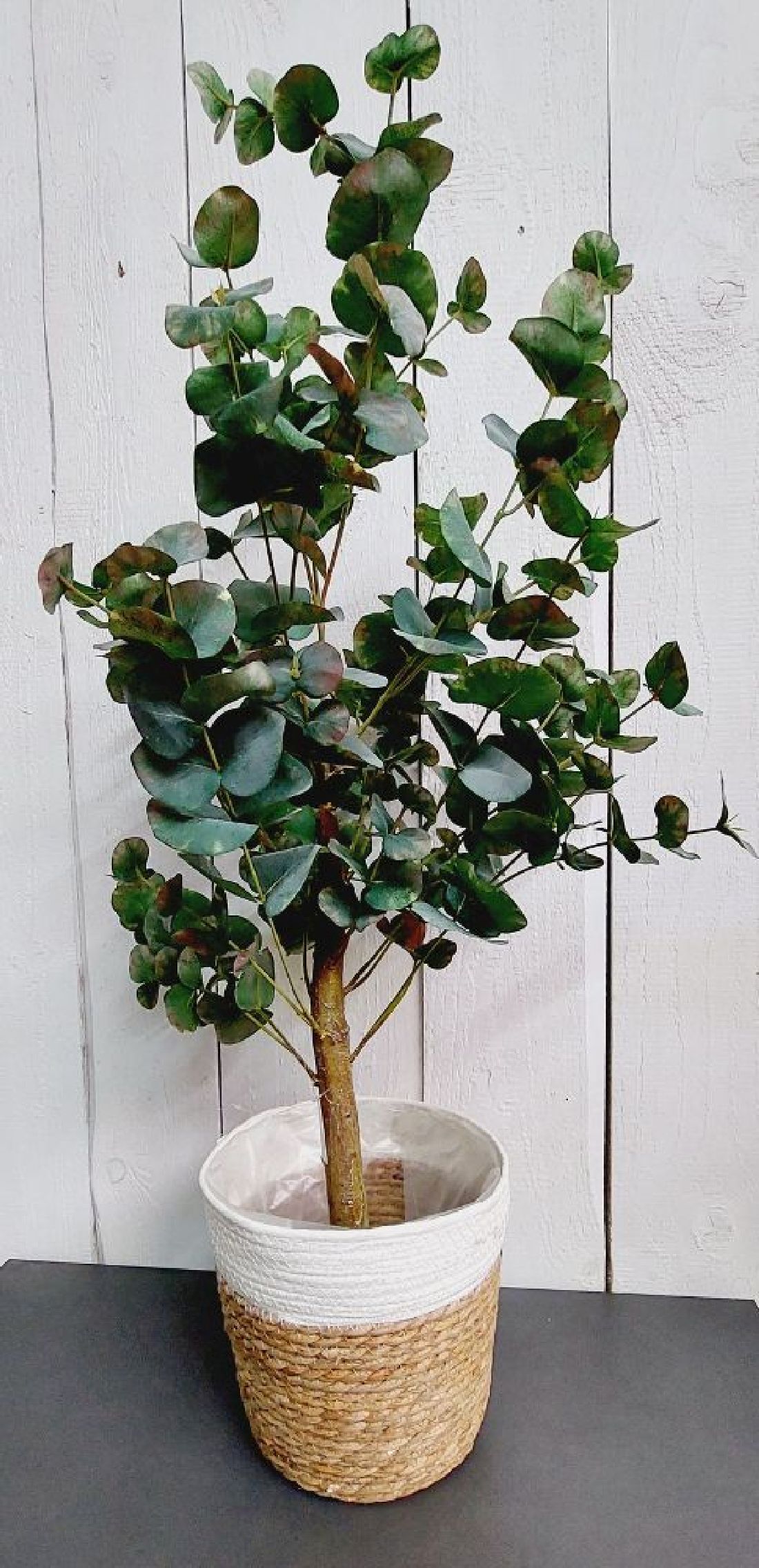 Decpero Eukalyptusbaum im Topf I 95 cm I Künstlicher Eukalyptus DEC-10-30-256e50