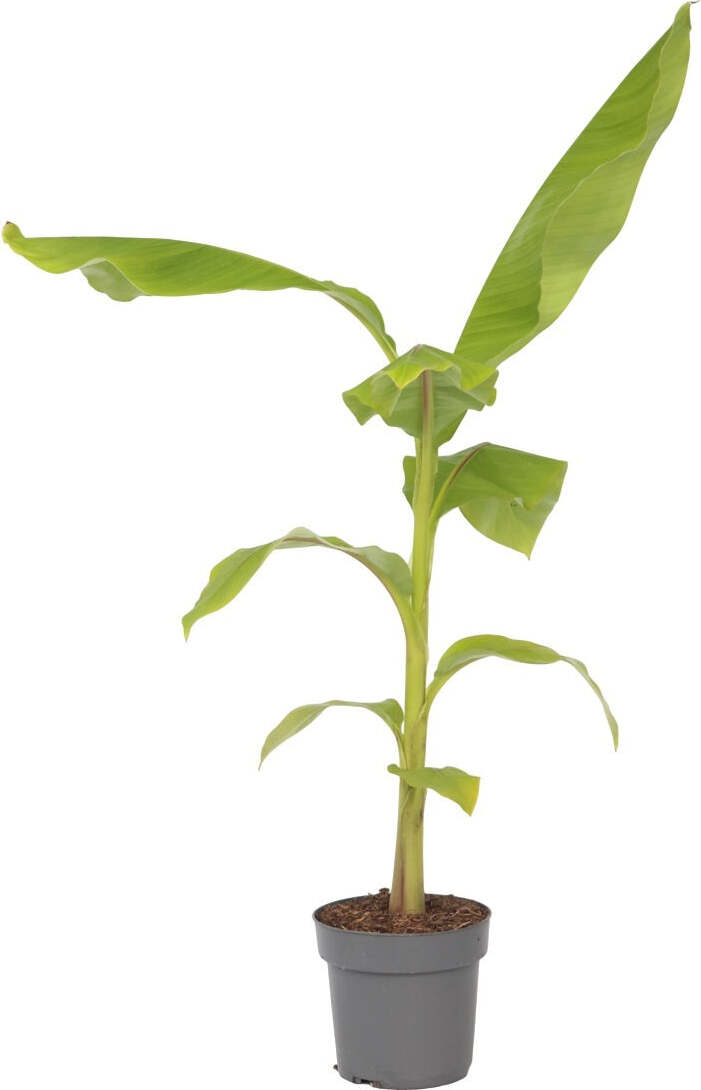 Bananenpflanze Musa basjoo Höhe 5570cm Kaufland.at