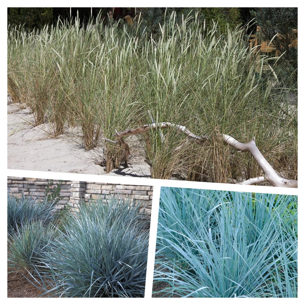 3 x Sylter Strandziergras KOLLEKTION 1 Liter (Ziergras/Gräser/Winterhart) BLICKFANG - Stauden Gänge