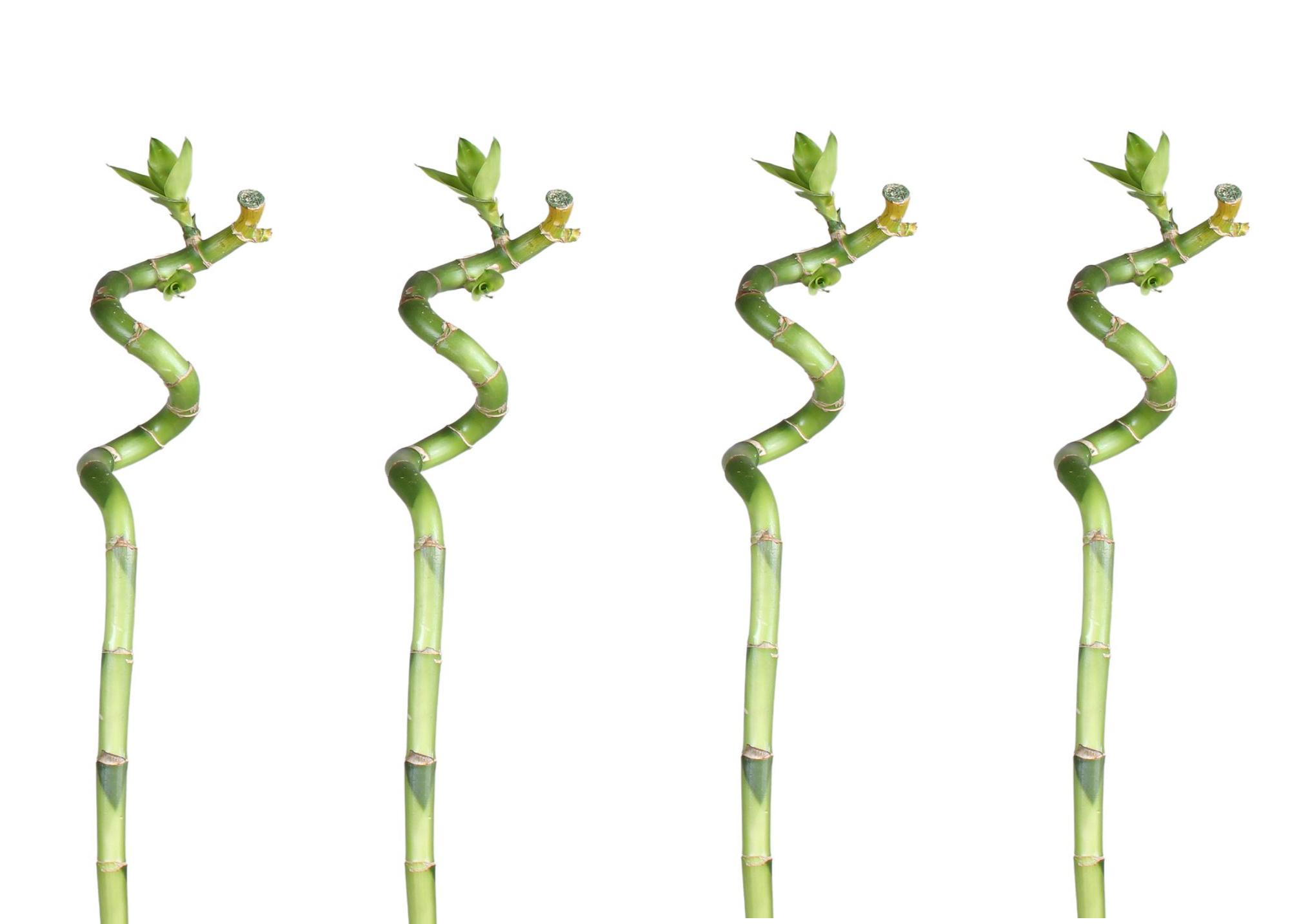 Lucky Bamboo 50cm 4er spiral Bambus Sonstige Zimmerpflanzen