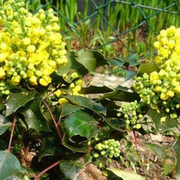 Arborix, grüner und billiger Mahonie - Mahonia aquifolium 'Apollo' | 25-30 cm im Container MAAAPOLL-2