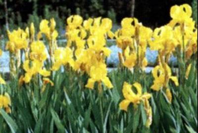 GRDplanten 6 x Iris (germ.) 'Ola Kala' - Schwertlilie - Topf 9 x 9 cm