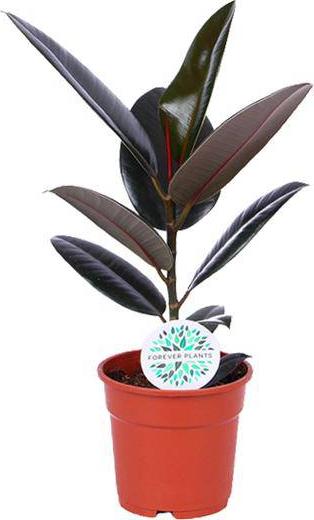 Oasis of Life Gummibaum Ficus Elastica Abidjan Zimmerpflanze Ø17cm 55cm hoch und pflegeleicht