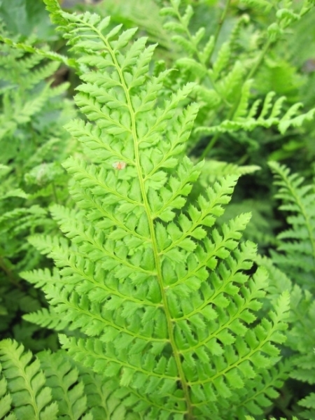 Baumschule Dahlemer Schildfarn - Polystichum setiferum Dahlem