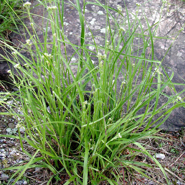 Arborix, grüner und billiger 6 x Schnee Hainsimse - Luzula nivea | Topf 9cm x 9cm LUNIVEA-113