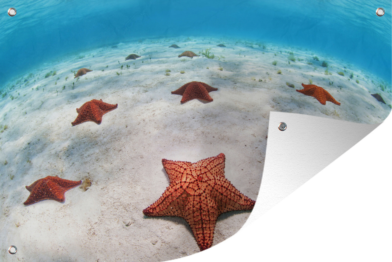 MuchoWow® 60x40 cm Outdoor-Poster Gartendeko Sichtschutz Garten Poster für den Garten Seesterne auf dem Meeresboden 133|38222161