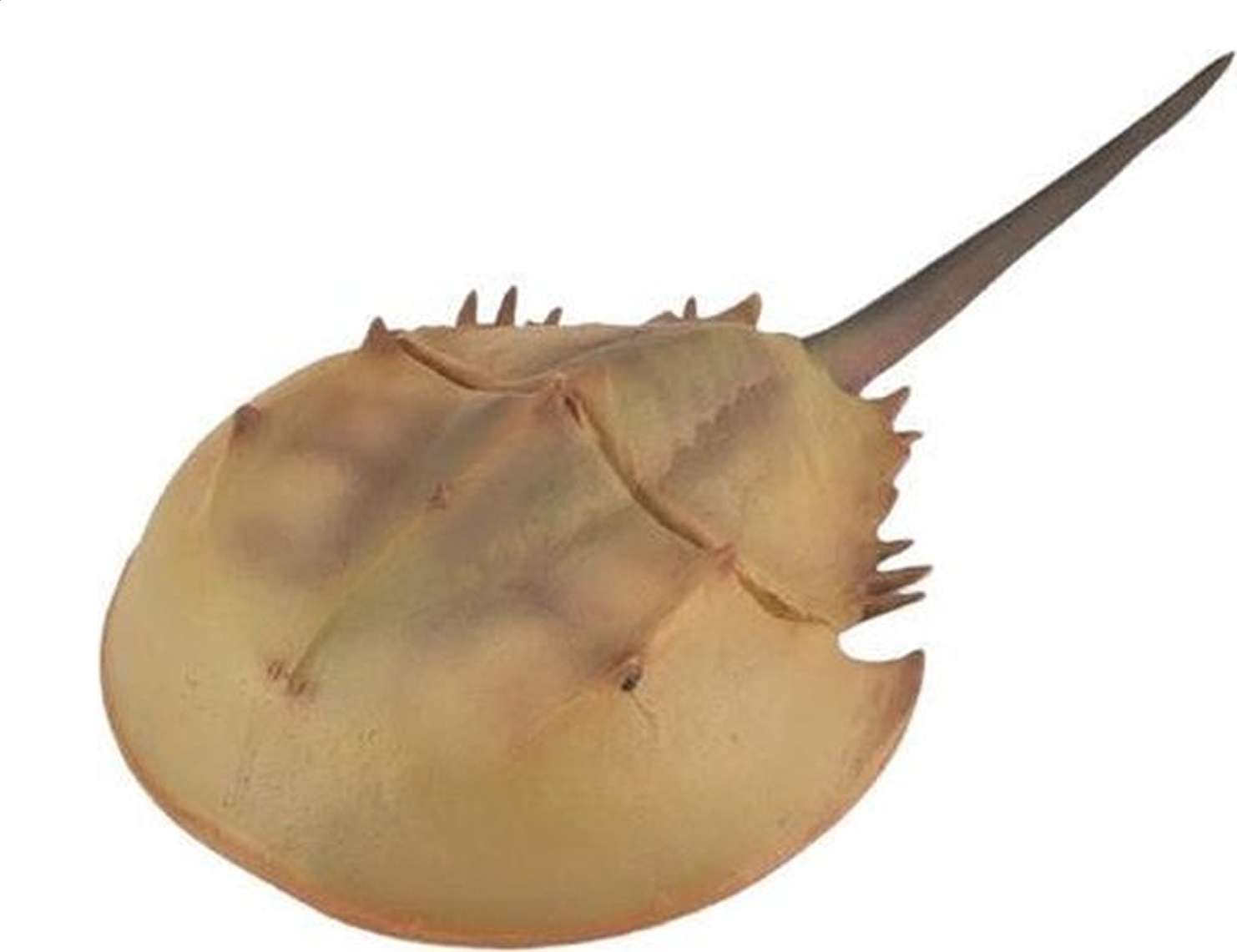 COLLECTA Pfeilschwanzkrebs - (XL) 3388905