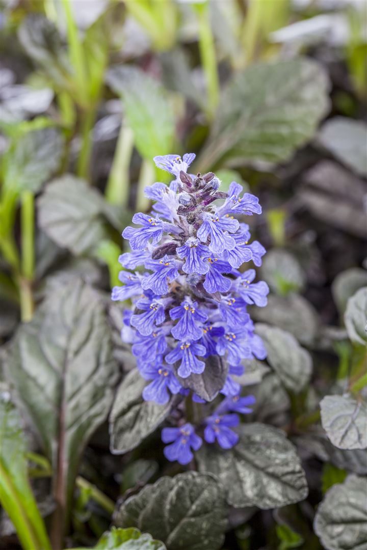 Pflanzen-für-dich.de Ajuga reptans 'Braunherz', Günsel, bronzefarben, ca. 9x9 cm Topf SANA000341