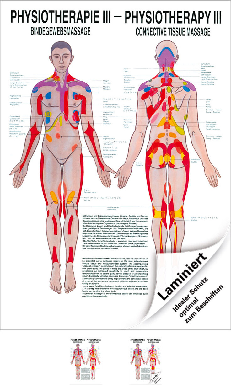 Sport-Tec Bindegewebsmassage Mini-Poster Anatomie 34x24 cm medizinische Lehrmittel 25159