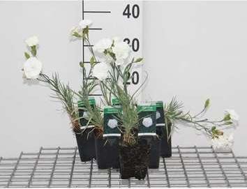 GRDplanten 6 x Dianthus (p) 'Haytor White' - Nelke - Topf 9 x 9 cm