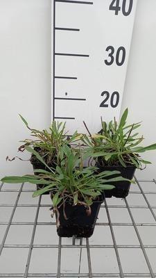 GRDplanten 6 x Scabiosa cauc. 'Miss Willmott' - Skabiose - Topf 9 x 9 cm