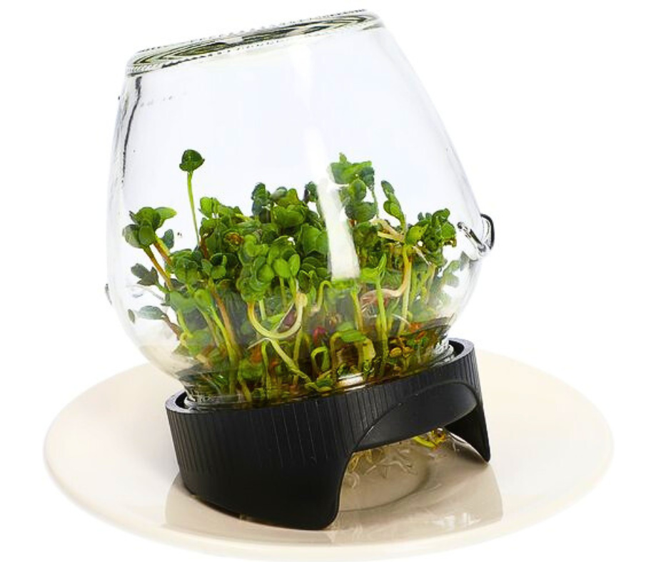 Premium Parrot Food Sprouter aus Glas | Parrot Sprouts | Einfaches und zuverlässiges Keimen