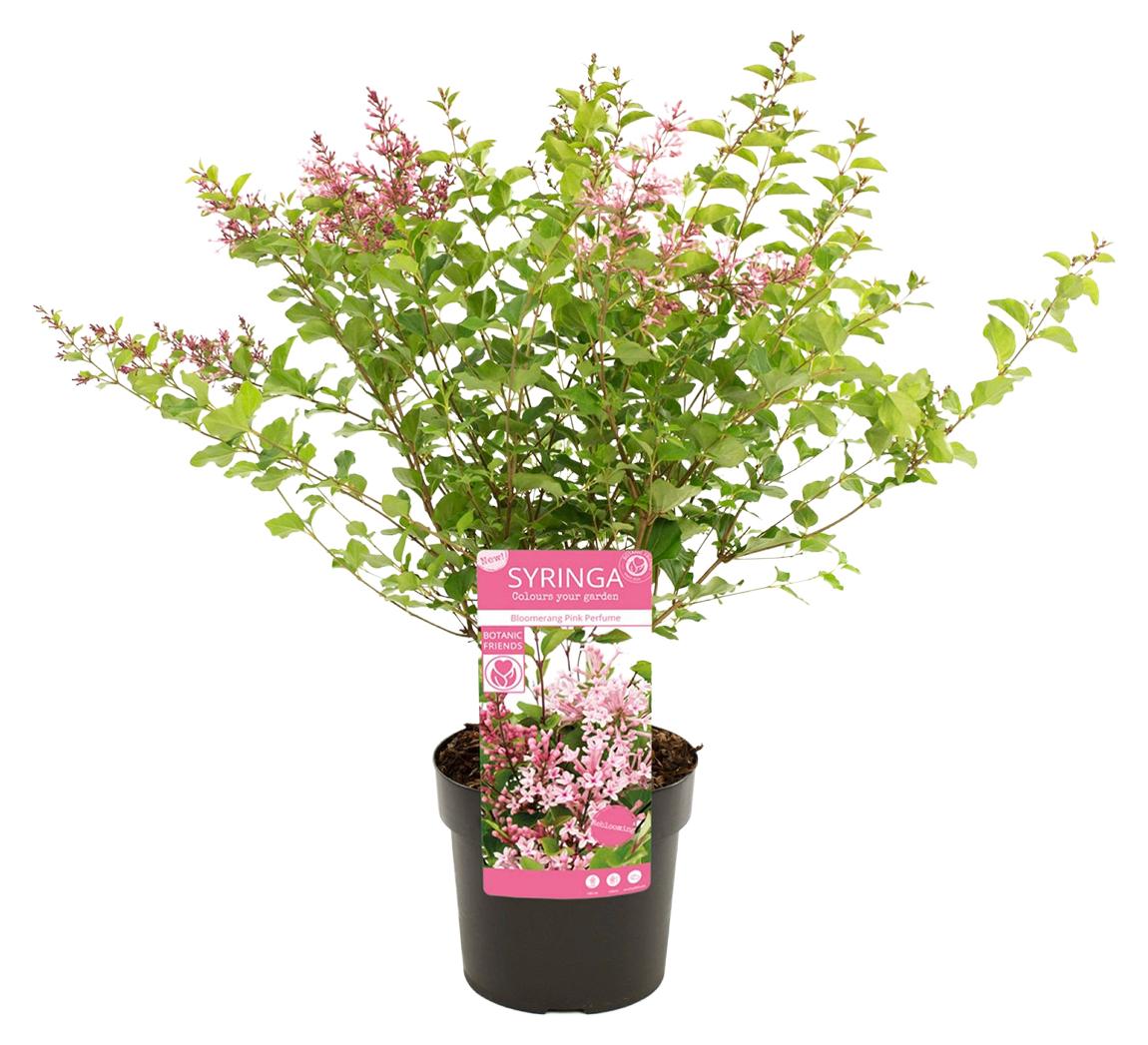 Herbie 1x Syringa Bloomerang Pink Perfume P19 H60 BL-5809