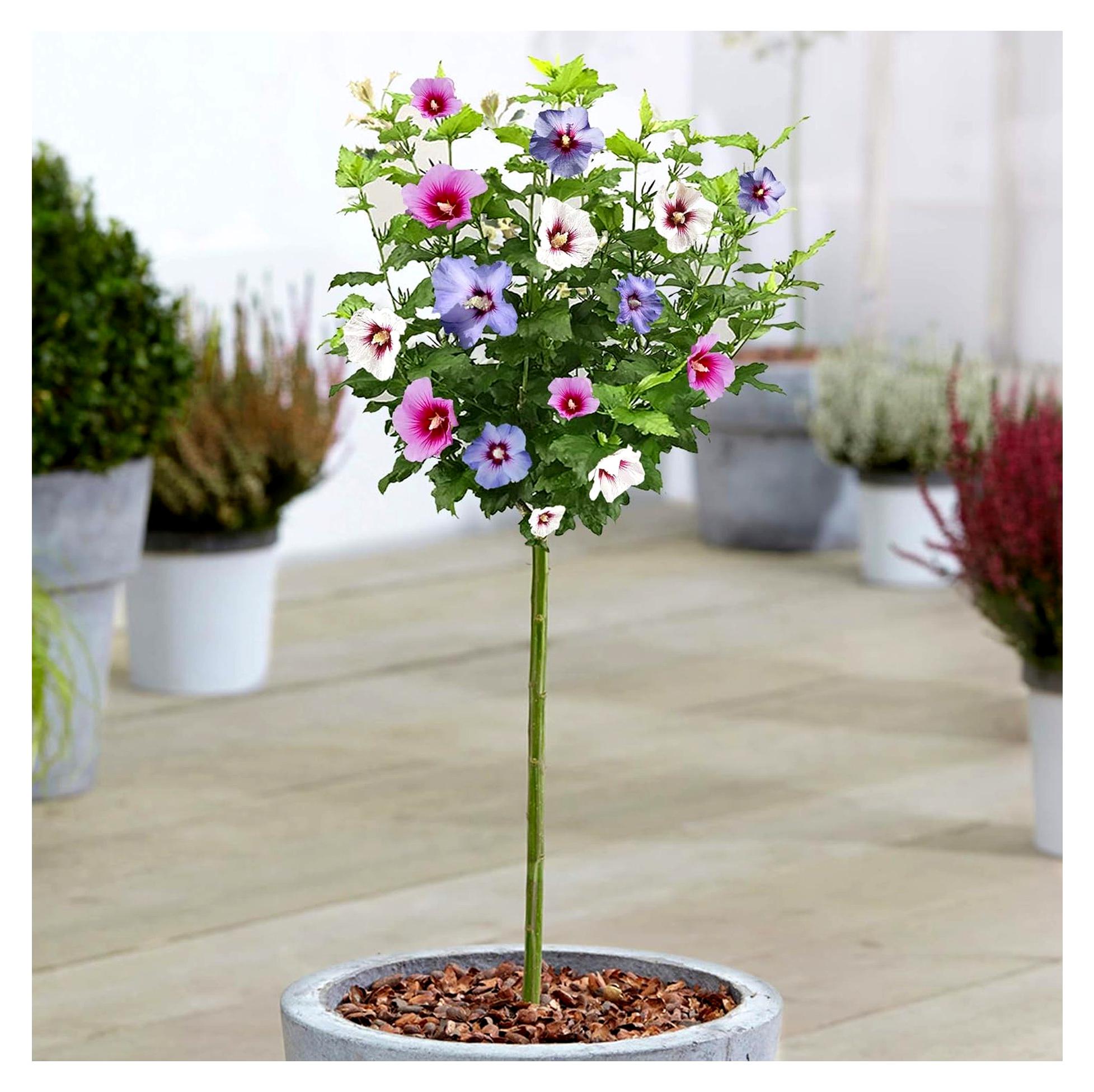 Markenlos Hibiskus Tricolour Baum | Sommergrüne Zierbäume im Topf für kleine Gärten (3L, 2-3 Fuß)