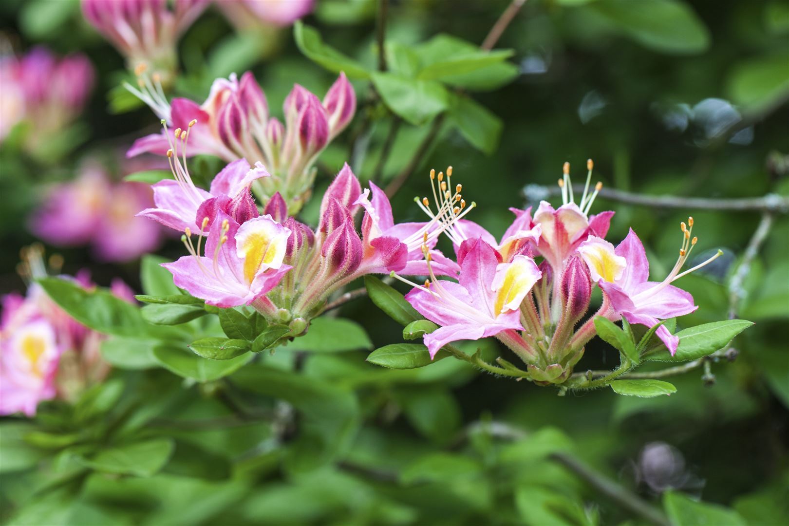 Pflanzen-für-dich.de Rhododendron viscosum, Sumpf-Rhododendron, weiß, 50–60 cm