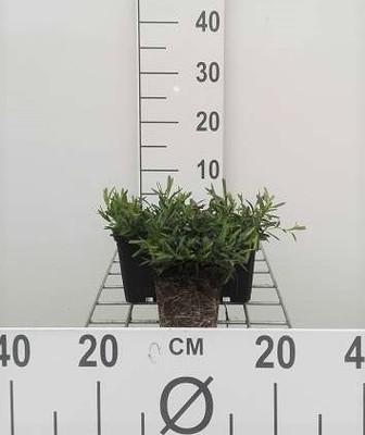 GRDplanten 6 x Dianthus delt. 'Brilliant' - Nelke - Topf 9 x 9 cm