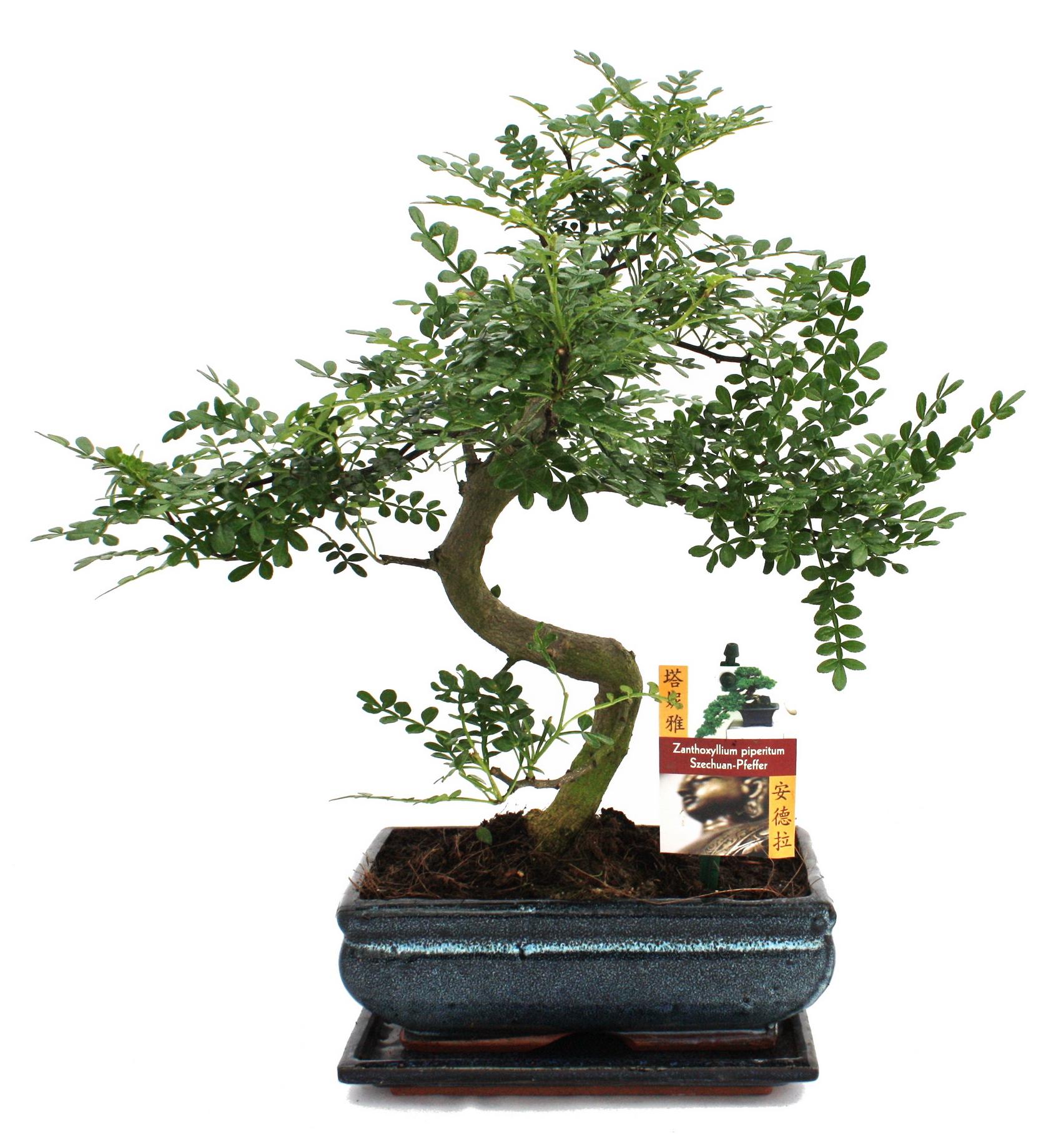 Exotenherz Szechuan-Bonsai-Pfeffer – Zanthoxylum piperitum – ca. 10 Jahre alt 1712201218