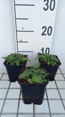 GRDplanten 6 x Stachys off. 'Ukkie' - Ziest - Topf 9 x 9 cm