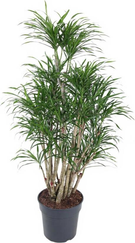 Pflanzen-für-dich.de Drachenbaum Dracaena Anita verzweigt 24 cm Topf 90 cm Höhe
