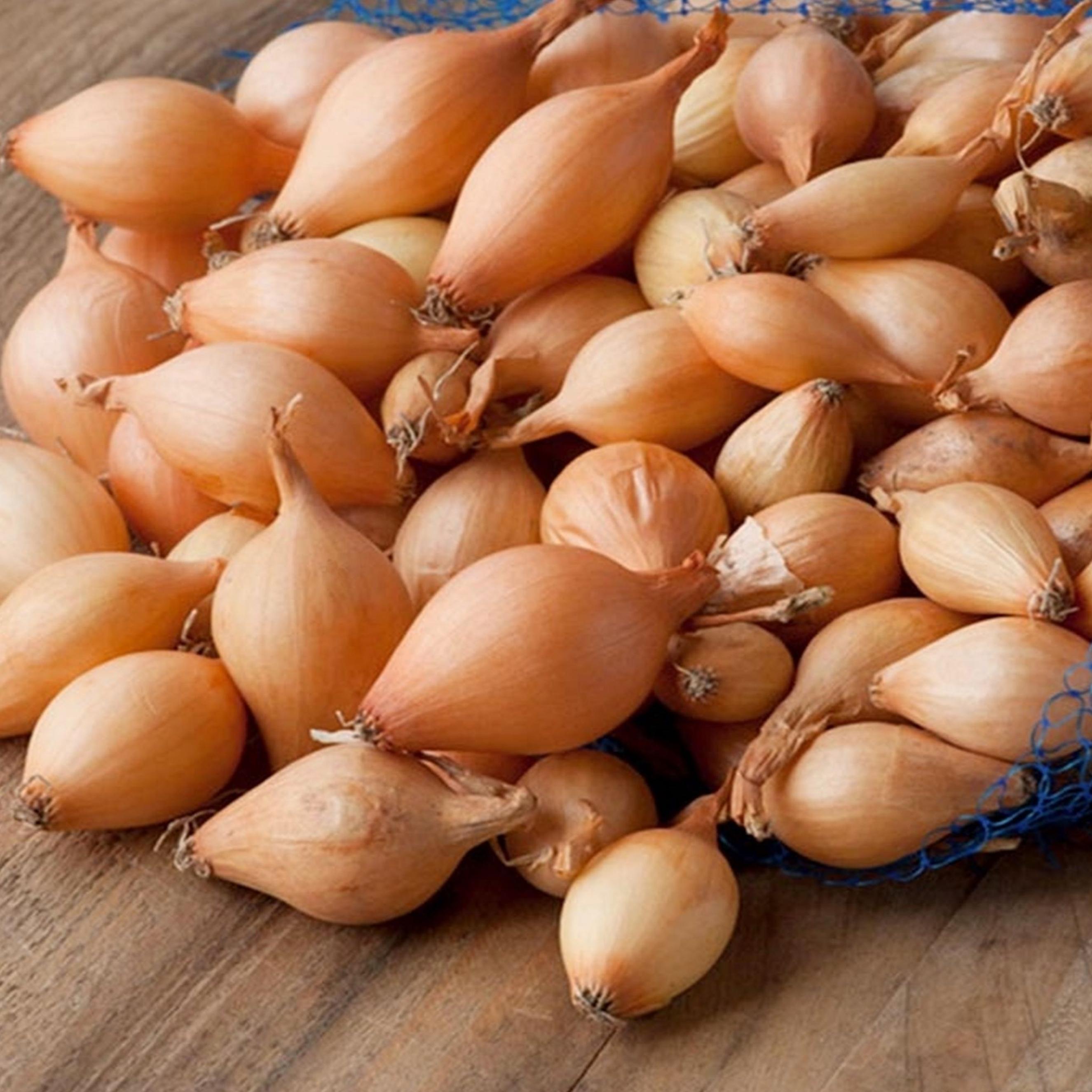 Benex Speisezwiebel Steckzwiebel Pflanzzwiebel Gemüse Garten Anbau Efekt 0,50 kg