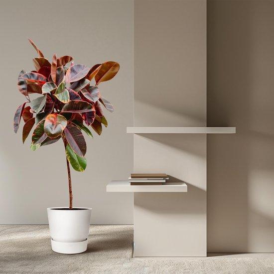 OEM Ficus elastica „Belize“ am Stamm – 130 cm – ø24 2026