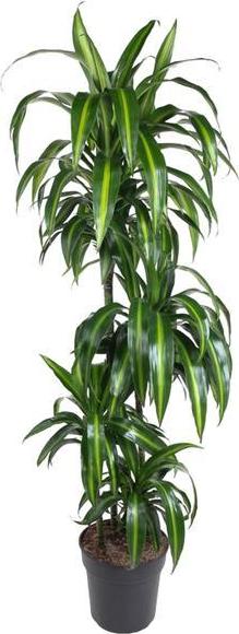 Oasis of Life Dracaena Hawaiian Sunshine Elegante Grünpflanze 150cm Luftreinigend Topfpflanze