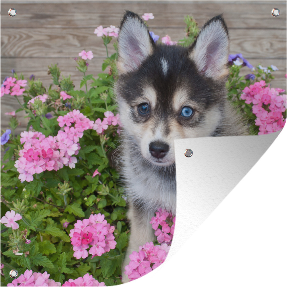 MuchoWow® 50x50 cm Outdoor-Poster Gartendeko Sichtschutz Garten Poster für den Garten Pomsky-Welpe zwischen Blumen 133|17313378