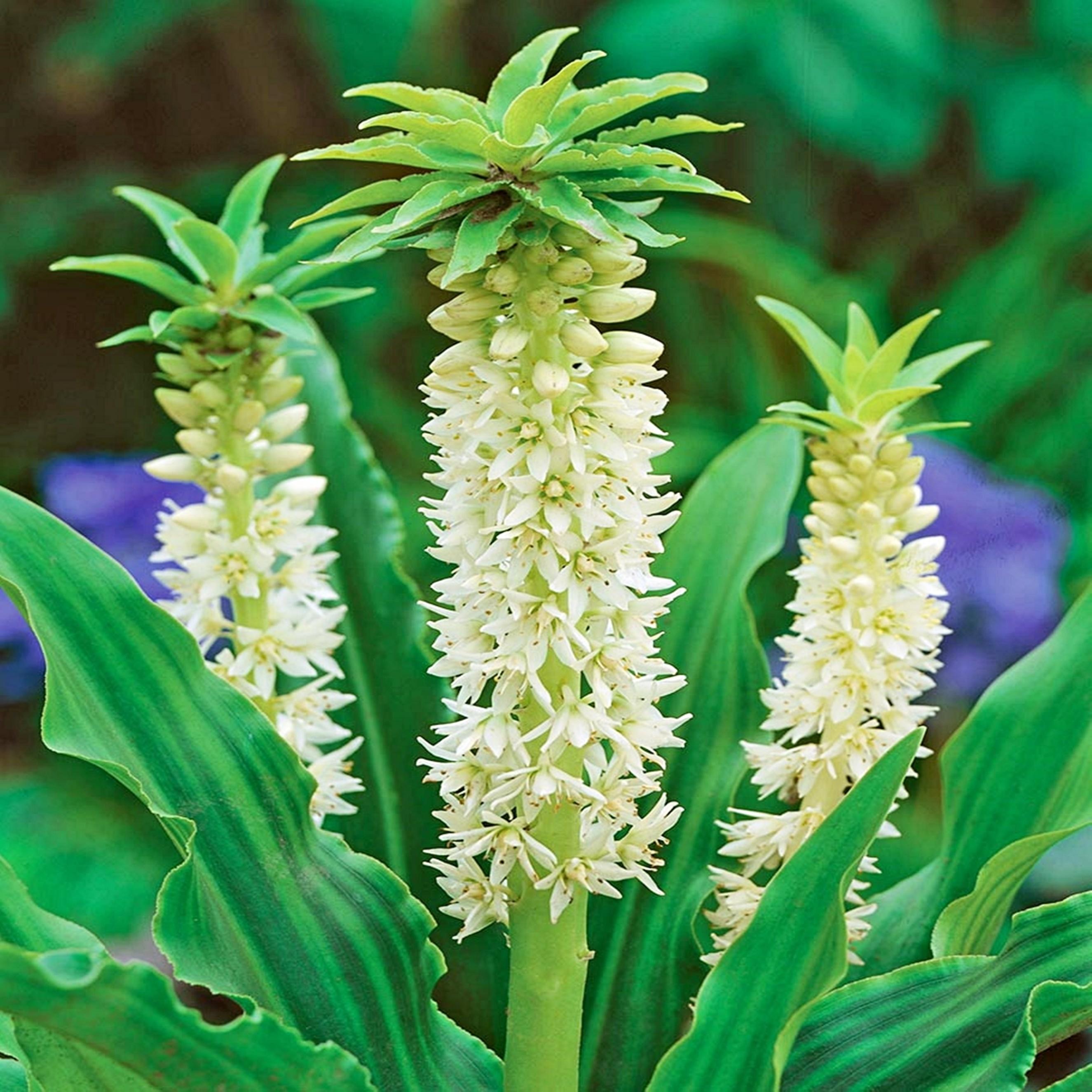Benex Eucomis Schopflilie Ananaslilie Zierpflanze Autumnalis 1 St.