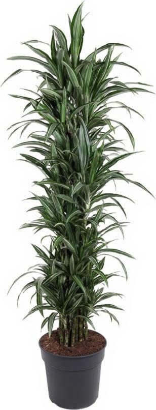 Pflanzen-für-dich.de Drachenbaum Dracaena Ulises verzweigt 34 cm Topf 170 cm Höhe