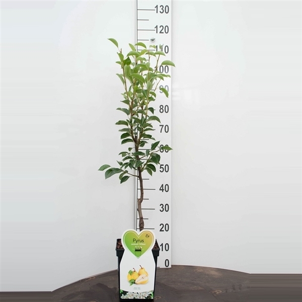 Blumen-Senf Pyrus communis 'Williams Christ' 100-120 cm Birnbaum Birne Sommerbirne