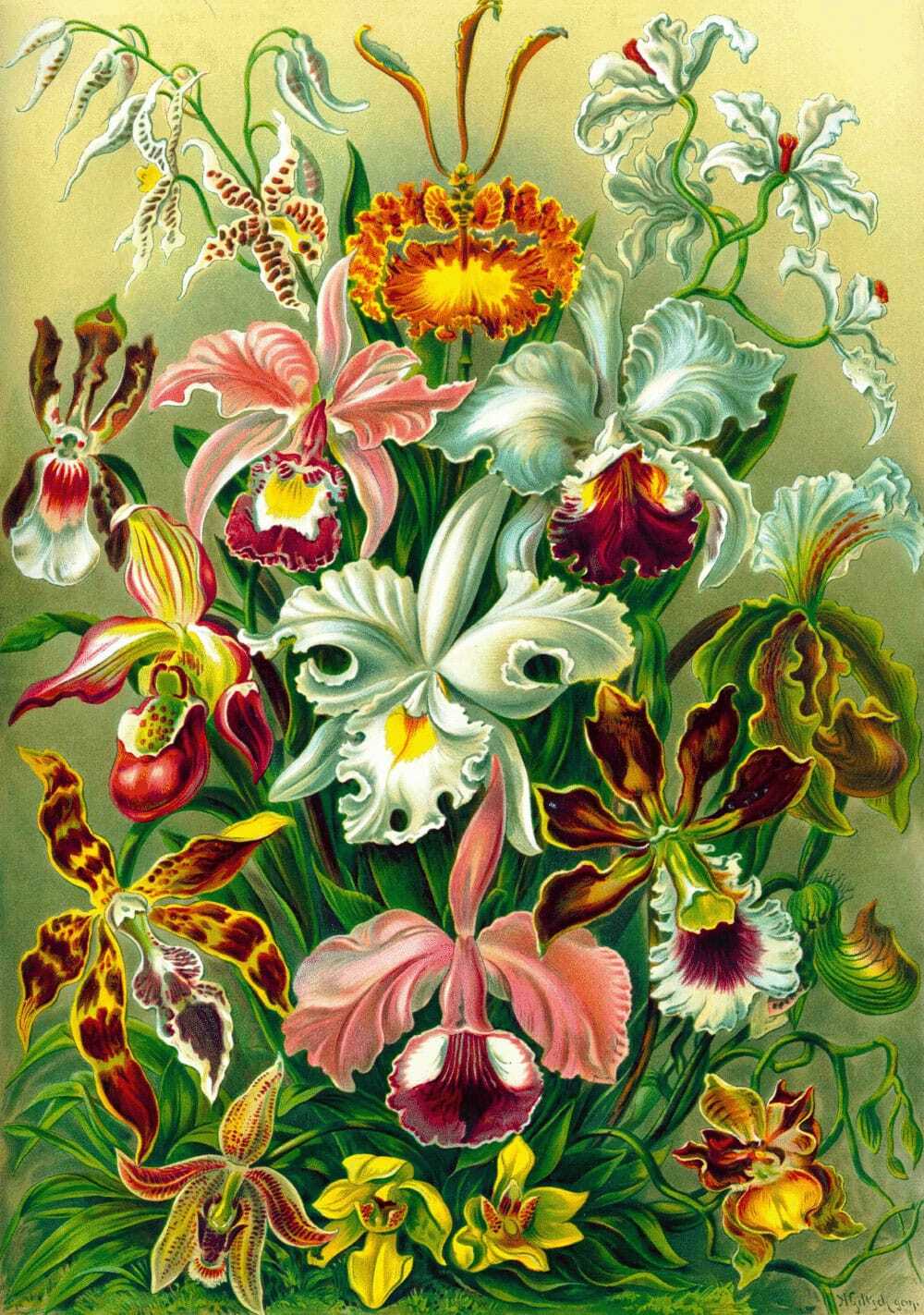 Good Loot Ernst Haeckel Puzzle Orchid (1000 Teile) GDL-24753