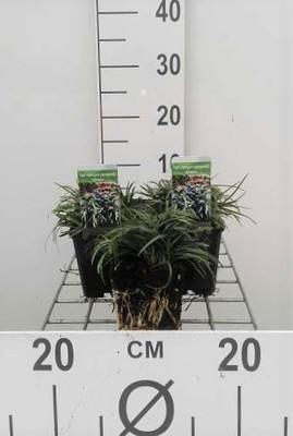 GRDplanten 6 x Ophiopogon japonicus - Schlangenbart - Topf 9 x 9 cm