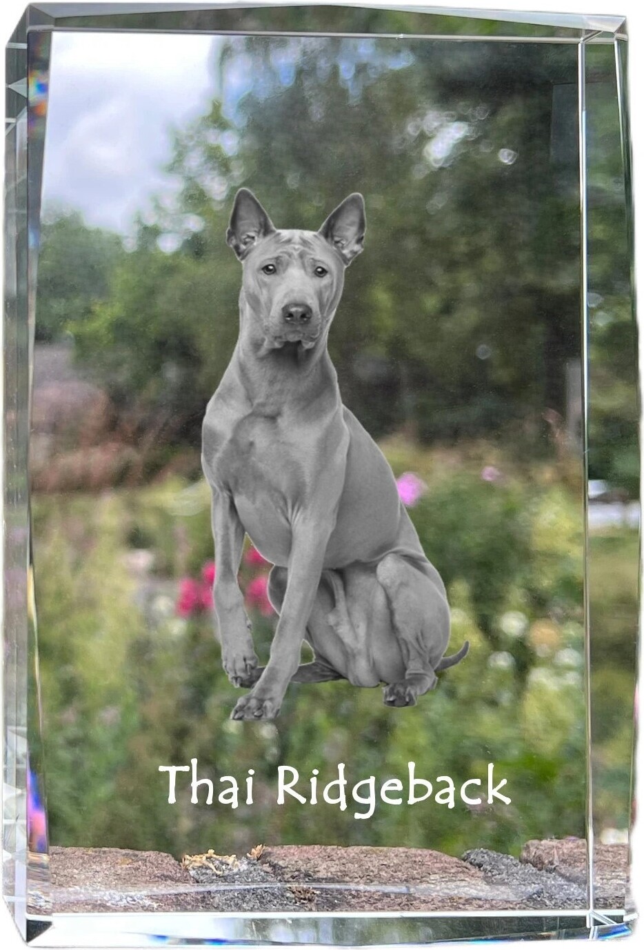 Thai Ridgeback, Thailand-Ridgeback - Kristall mit einem Hundebild, Bild im Glas, moderne Ausstellung des Art-Dog-Bildes.