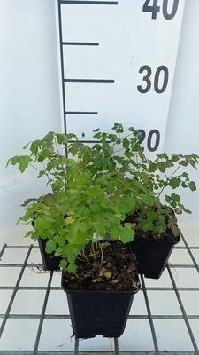 GRDplanten 6 x Thalictrum del. 'Hewitt's Double' - Wiesenraute - Topf 9 x 9 cm