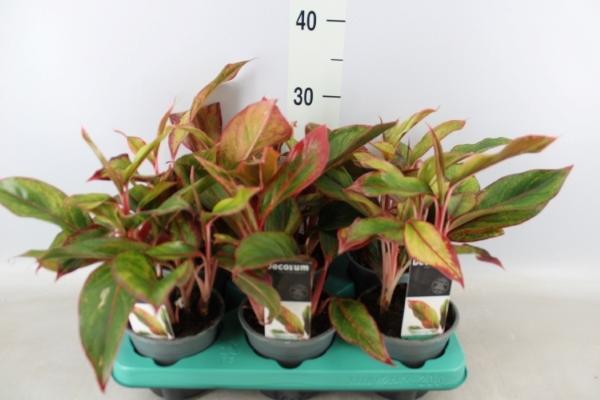 Blumen-Senf Aglaonema 'Crete' ca. 35 cm - Kolbenfaden - Grünpflanze - Zimmerpflanze