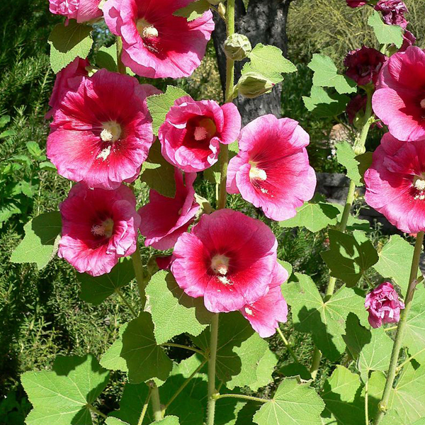 Arborix, grüner und billiger 6 x Stockrose - Alcea rosea 'Rubra' | Topf 9cm x 9cm VPL-ALCROSRUB