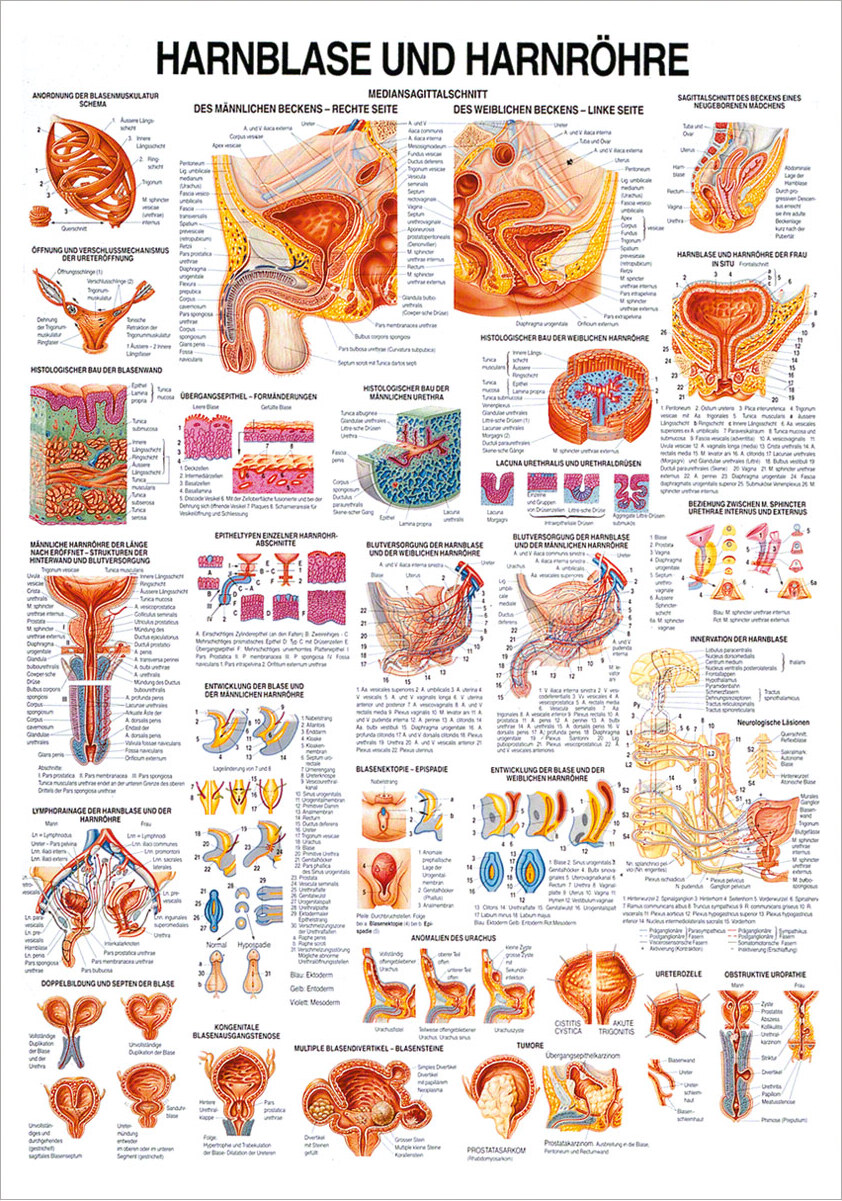 Sport-Tec Hanrblase und Harnröhre Lehrtafel Anatomie 100x70 cm medizinische Lehrmittel 25052