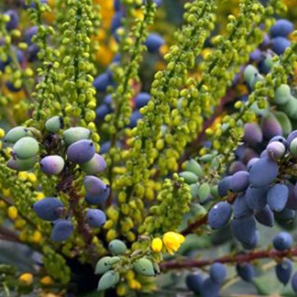 Arborix, grüner und billiger Mahonie - Mahonia media 'Charity' | 50-60 cm im Container MAMCHARI-73