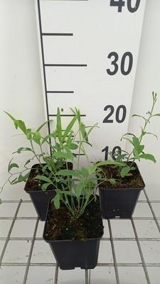 GRDplanten 6 x Lathyrus lat. 'Red Pearl' - Breitblättrige Platterbse - Topf 9 x 9 cm