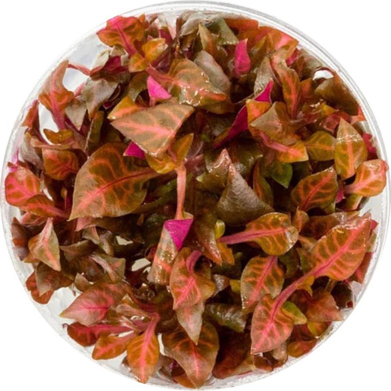 Eco Plant - Alternanthera Rosanervig - invitro kleiner Becher Eco Plant