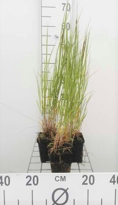 GRDplanten 6 x Melica ciliata - Blau-Sandroggen - Topf 9 x 9 cm