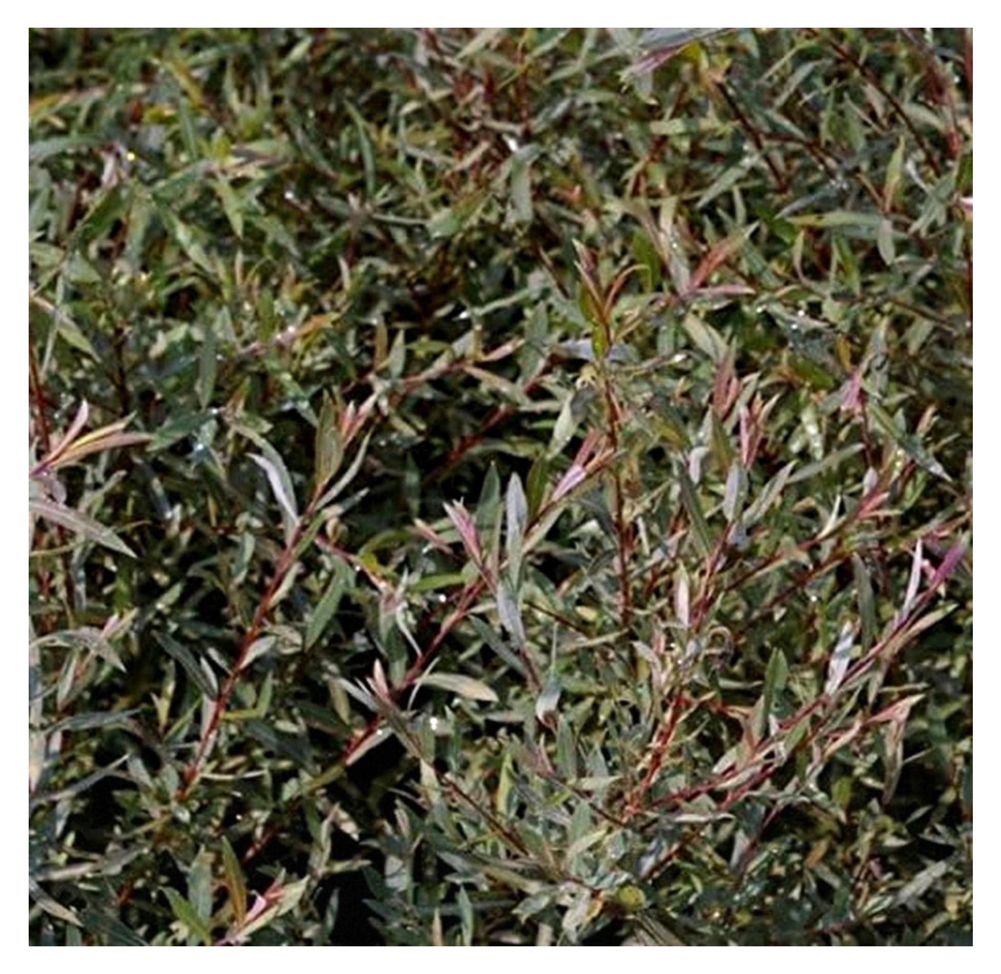 Markenlos Zwergweide Nana - Kugelweide - Purpurweide - Salix purpurea 60-100