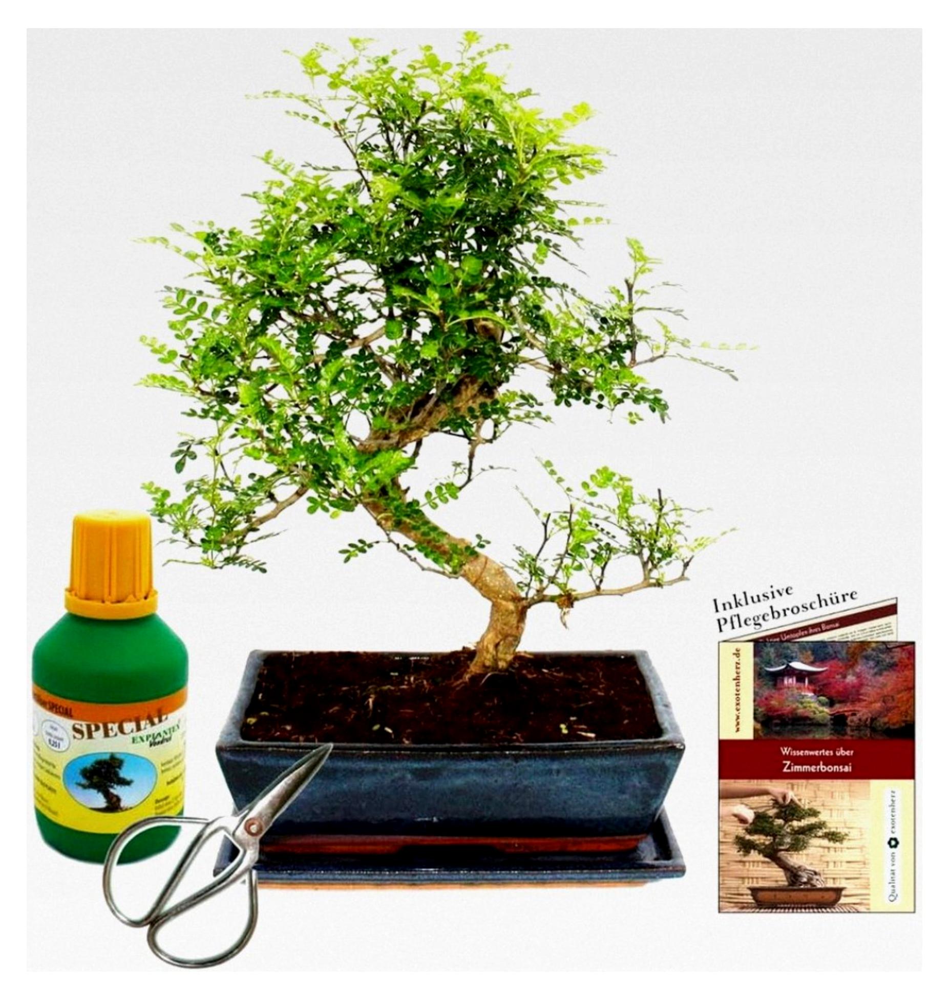 Markenlos Bonsai - Zanthoxylum piperitum - ca. 12-15 Jahre - 30cm Schale - Geschenkset mit Dünger und Schere