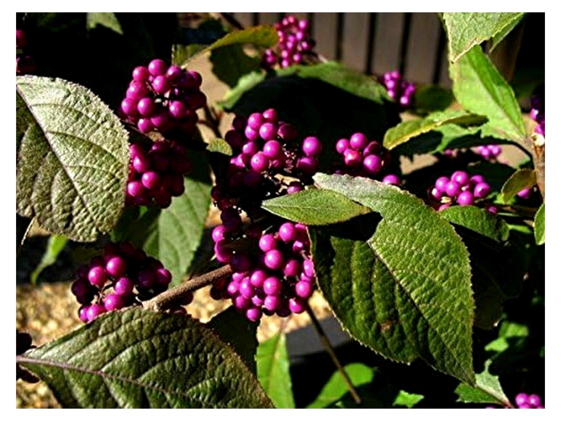 Markenlos Liebesperlenstrauch, Schönfrucht, Callicarpa bodinieri, 60-80 cm im Topf