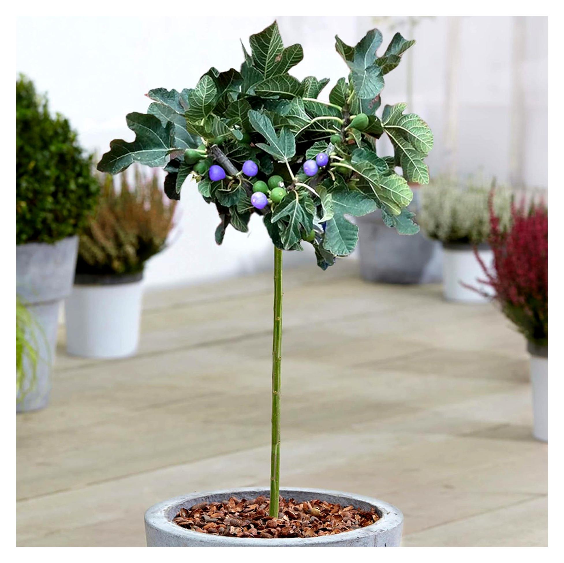 Markenlos Ficus 'Brown Turkey' Baum | Sommergrün getopfte Feigenbäume für kleine Gärten und Beete (3L, 2-3 Fuß)