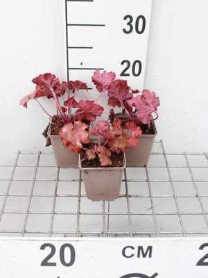 GRDplanten 6 x Heuchera hybr. 'Fire Alarm' - Purpurglöckchen - Topf 9 x 9 cm