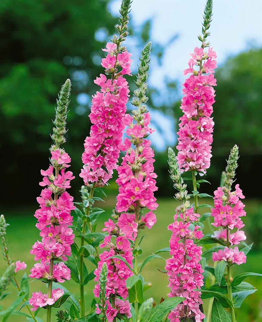 Pflanzen-für-dich.de Lythrum salicaria 'Blush', Blutweiderich, rosa, ca. 11x11 cm Topf SANA002436