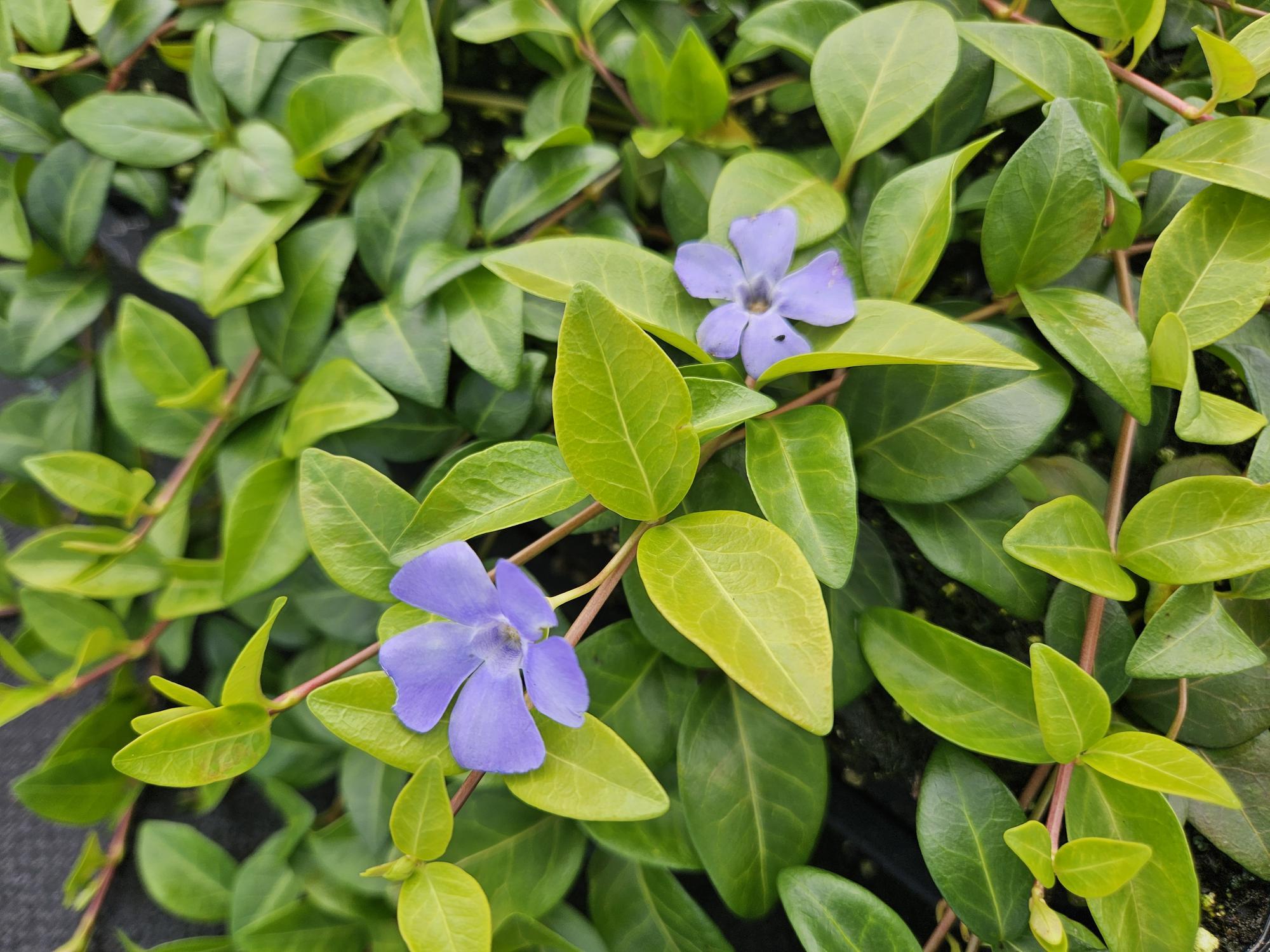 Everspring Kleines Garten-Immergrün Vinca minor 'La Grave' – 60 Pflanzen – 10-25 cm, Ø9 cm – Immergrüner Bodendecker mit violetten Blüten, schattentolerant & pflegeleicht